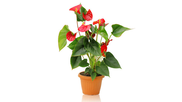 Anthurium