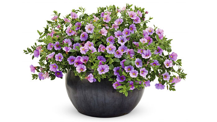 Calibrachoa