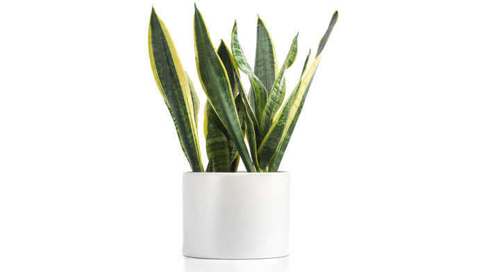 Sanseveria