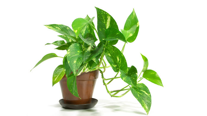 Pothos Aurea